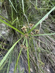 Cyperus vaginatus