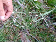 Arthropodium milleflorum