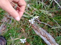 Arthropodium milleflorum