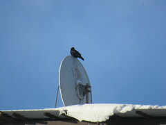 Corvus corone orientalis