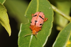 Podontia affinis