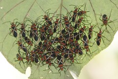 Dysdercus decussatus