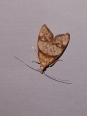 Gymnobathra hamatella