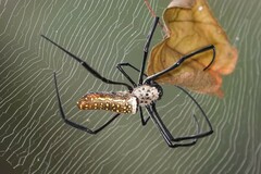 Trichonephila antipodiana
