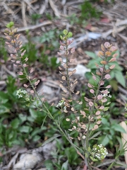 Lepidium virginicum
