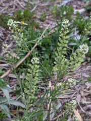 Lepidium virginicum