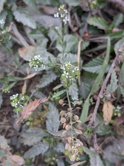 Lepidium virginicum