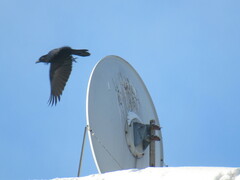 Corvus corone orientalis