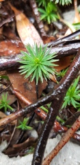Dawsonia superba
