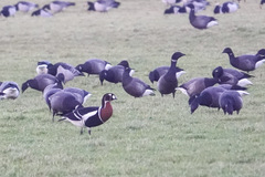 Branta ruficollis