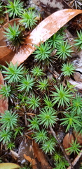Dawsonia superba