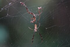 Trichonephila antipodiana