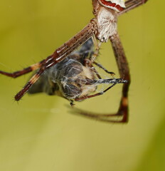 Scaptia
