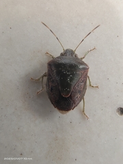 Plautia crossota