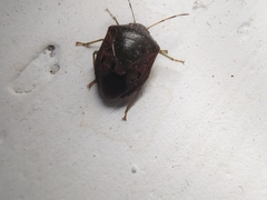 Plautia crossota