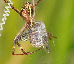 Scaptia
