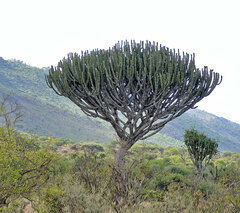 Euphorbia ingens