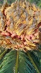 Cycas revoluta