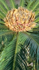 Cycas revoluta