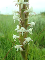 Satyrium longicauda
