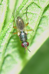 Anaphalantus longicornis