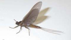 Ephemerella subvaria