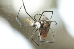 Trichonephila antipodiana