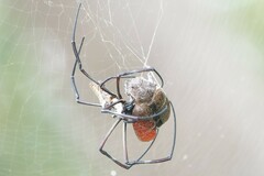 Trichonephila antipodiana