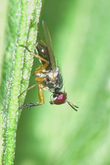 Anaphalantus longicornis