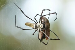 Trichonephila antipodiana