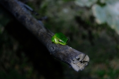 Ranoidea phyllochroa