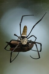 Trichonephila antipodiana