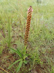 Disa versicolor