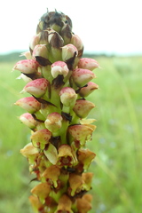 Disa versicolor