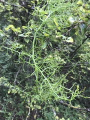 Bowiea volubilis