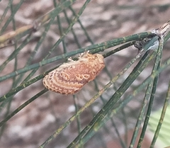 Pseudanapaea denotata