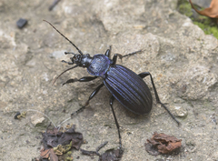 Carabus exaratus