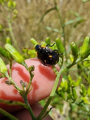 Cermatulus nasalis hudsoni