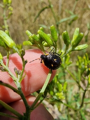Cermatulus nasalis hudsoni