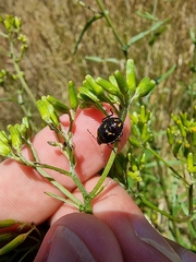 Cermatulus nasalis hudsoni