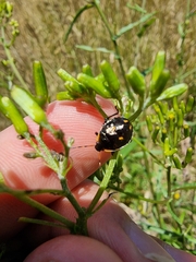 Cermatulus nasalis hudsoni