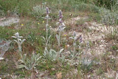 Stachys byzantina
