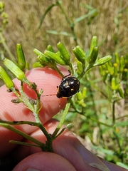 Cermatulus nasalis hudsoni