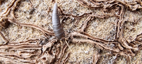 Common Silverfish, 6708 DE Wageningen, Netherlands, photo 9 of 10
