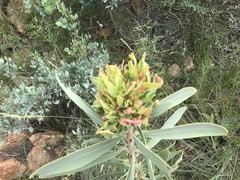 Protea witches broom phytoplasma