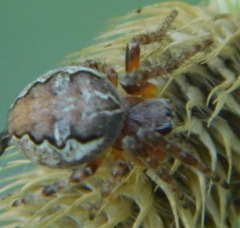 Larinioides patagiatus