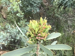 Protea witches broom phytoplasma