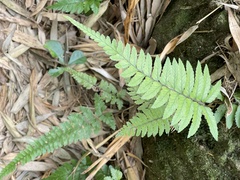 Microlepia marginata