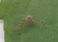 Spilosynema