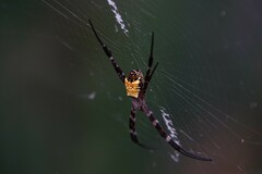 Argiope mangal